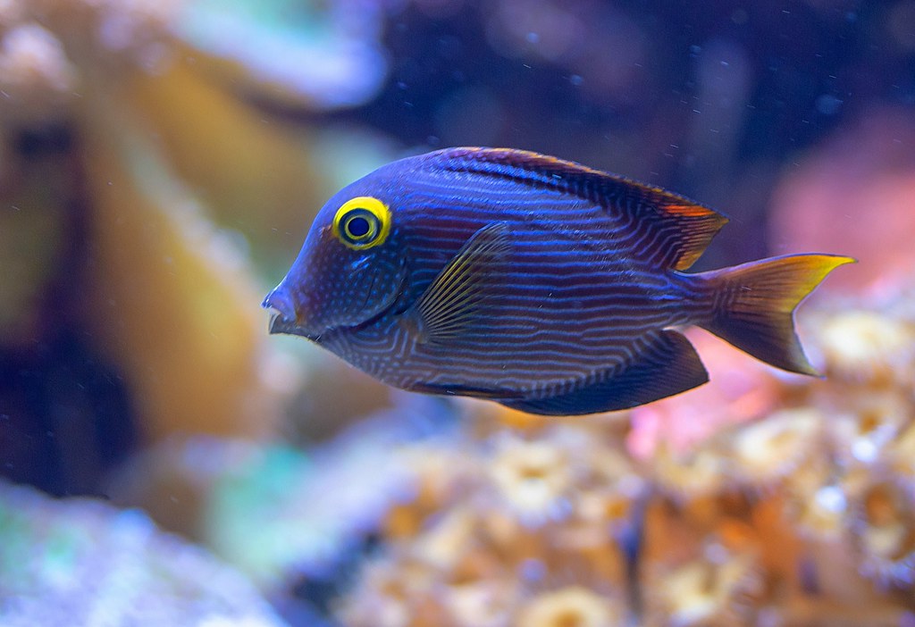 Image of a small Kole Yellow Tang