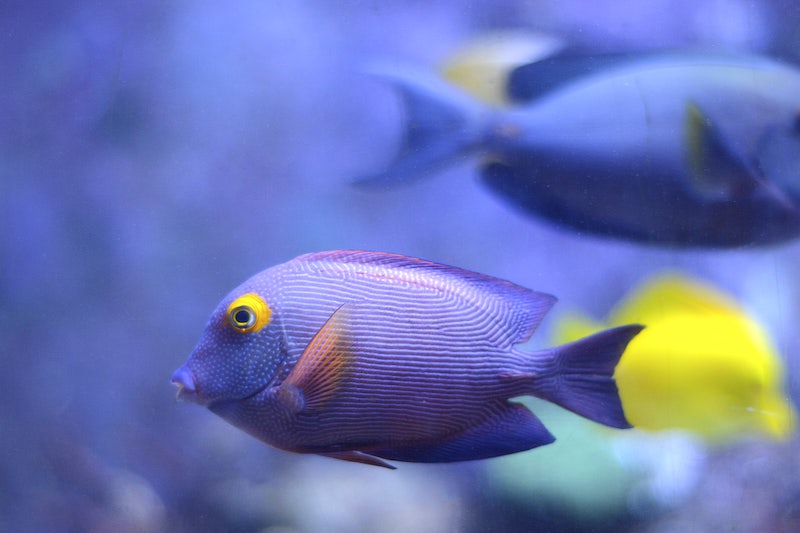 Image of a Kole Yellow Eye Tang swimming