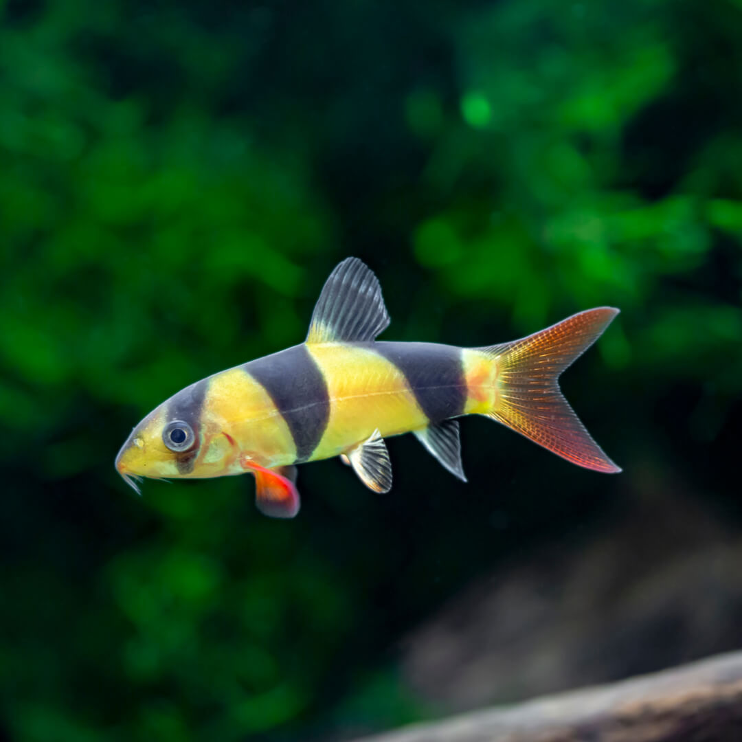 Clown loach hotsell tropical fish