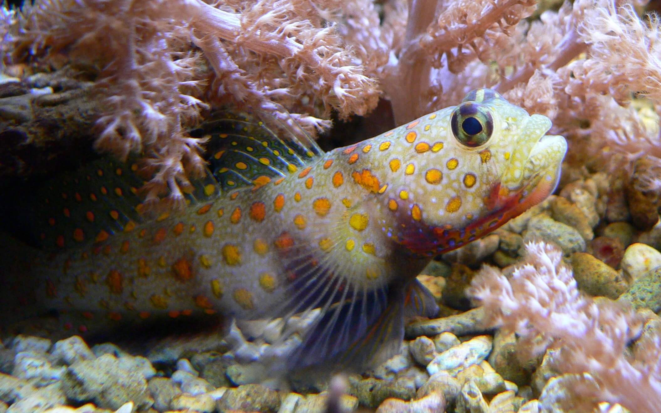 Image of an Orange Spotted Goby