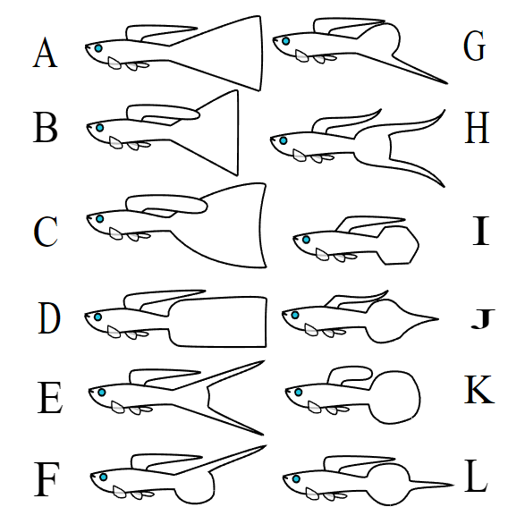 Reference chart of Guppy Tail Variations