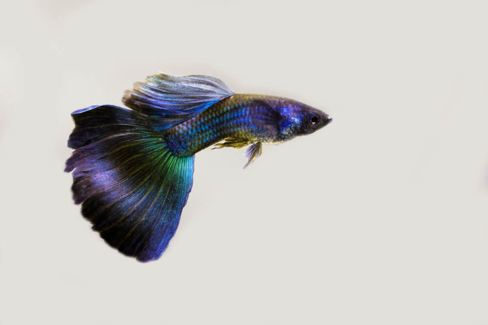 Image of a Purple Moscow Guppy Fish