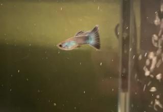 Image of a Purple Moscow Guppy