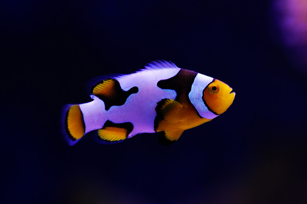 Image of a Snowflake Clownfish