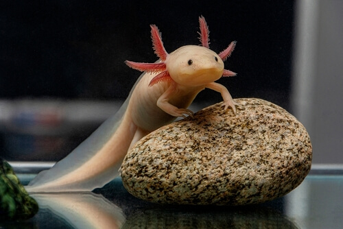 Image of an Albino Axolotl