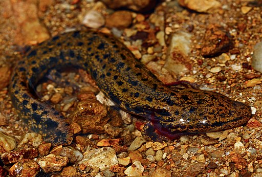 Image of a Mudpuppy