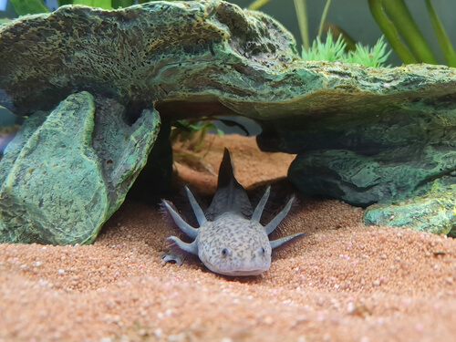 Image of a Melanoid Axolotl