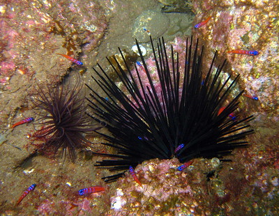 Image of a group of catalina gobies