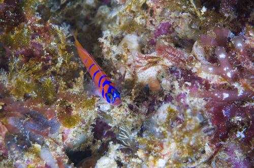 Top down view of a Catalina Goby