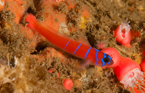 Image of a Catalina Goby