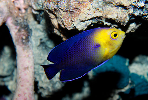 Image of a Pygmy Angelfish