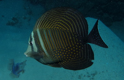 Image of a Desjardini tang