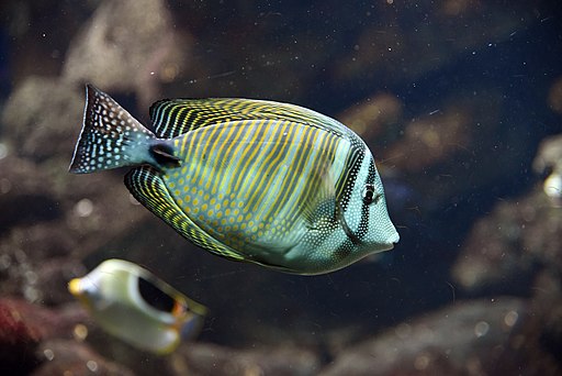 Image of a Desjardini tang