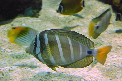 sailfin tang desjardini