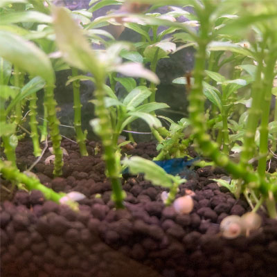 A shrimp on eco-complete substrate