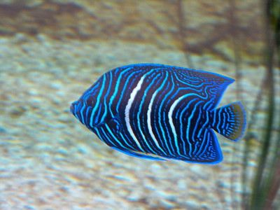 Image of a Juvenile Koran Angelfish