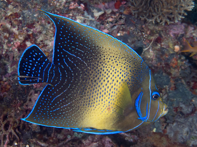 Image of a Koran Angelfish