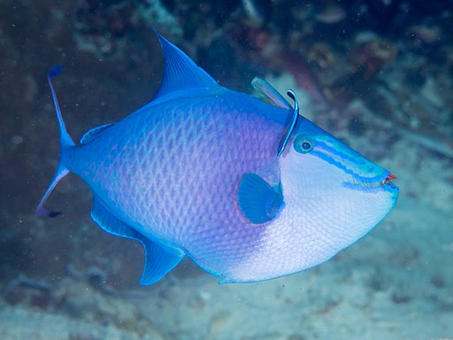 A Blue Niger Triggerfish