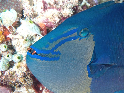 Image of a Niger Triggerfishs Red Fangs