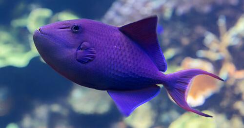 Image of a Purple Colored Niger Triggerfish