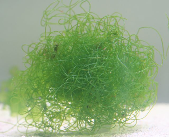 Image of Chaetomorpha algae