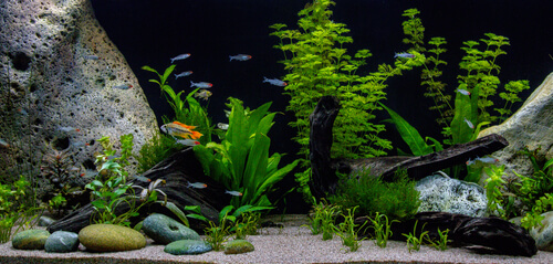 An Apistogramma swims in a tank