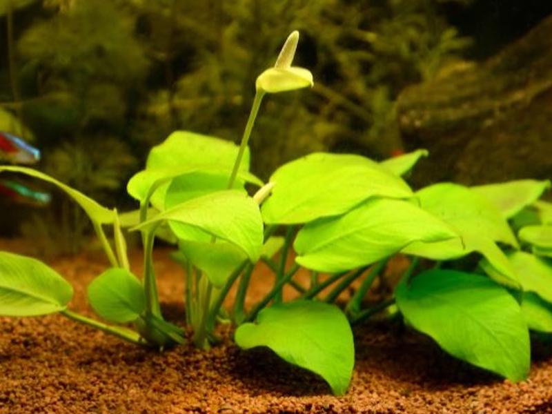 Image of Anubias