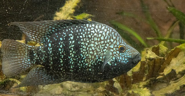 An Electric Blue Texas Cichlid