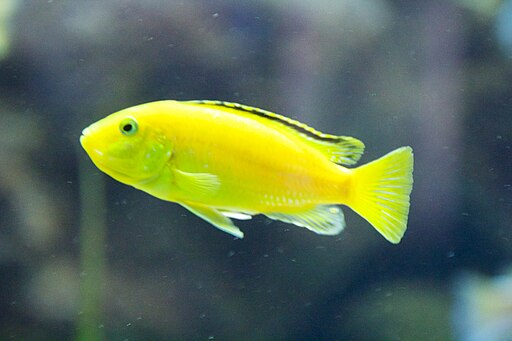 Image of an Electric Yellow Lab