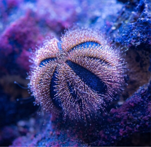 Image of a Blue Tuxedo Urchin