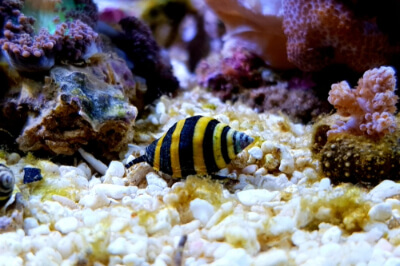 Image of a Bumblebee Snail