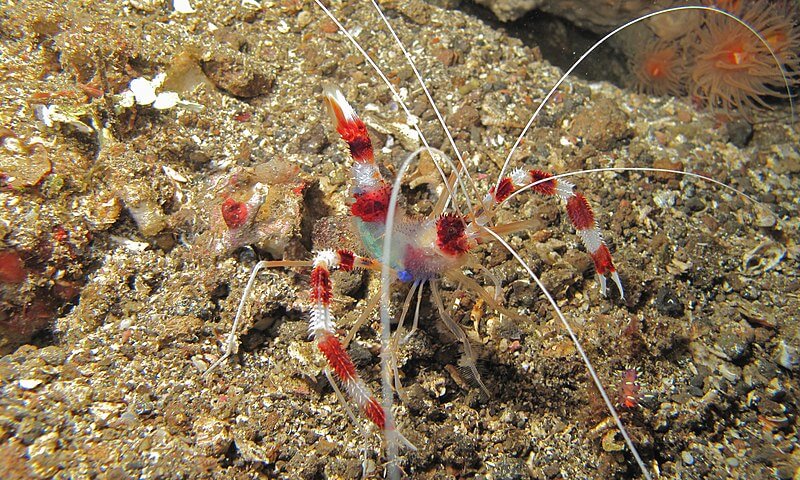 A Coral Banded Shrimp