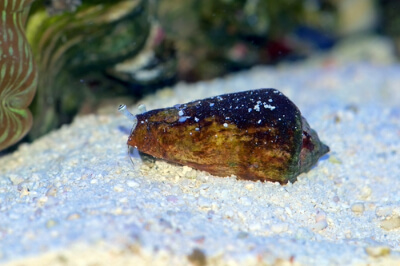 A Fighting Conch