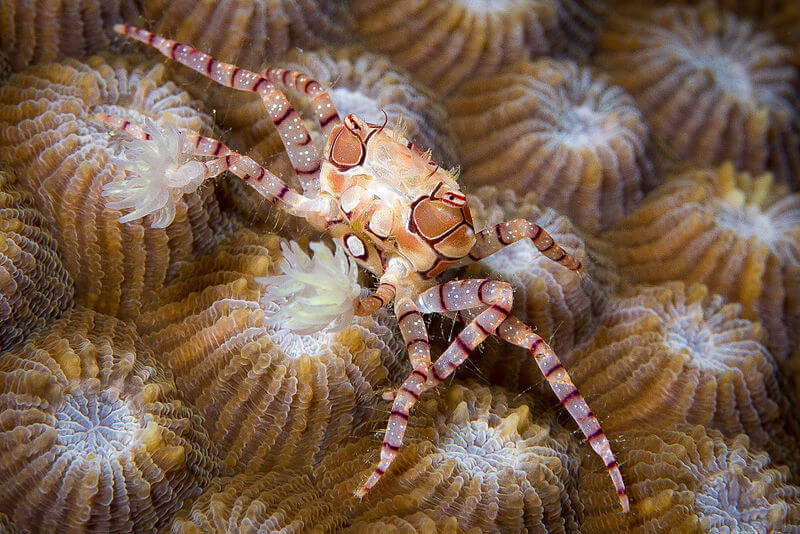 Image of a Pom Pom Crab