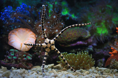 Image of a Serpent Starfish