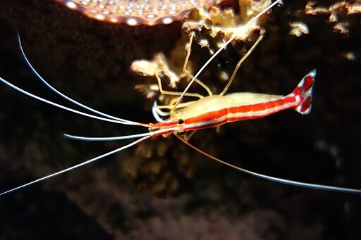 Skunk Cleaner Shrimp