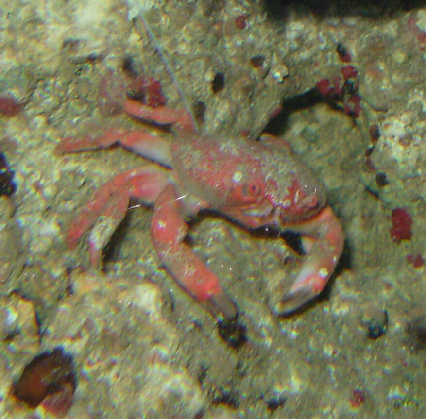 Image of a Strawberry Crab