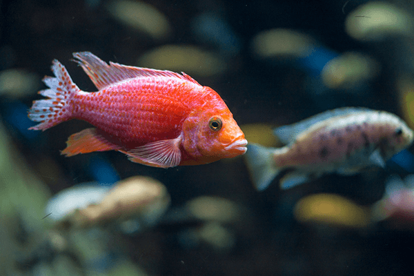 Image of a Peacock Cichlid