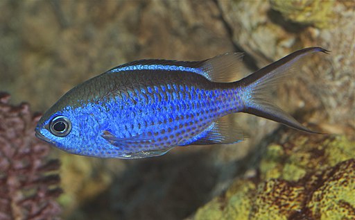 Image of a Blue Chromis