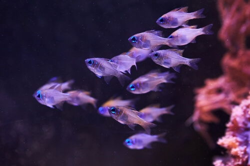 Image of a Longpsine Cardinalfish