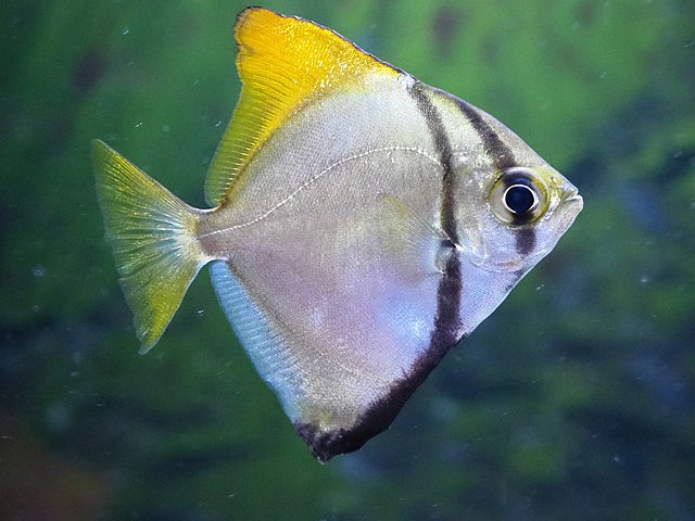 Image of a Mono argentis