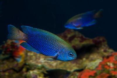 Image of a Neon Damsel