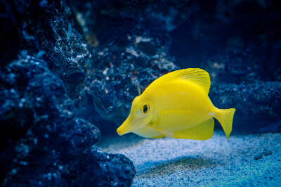 Image of a Yellow Tang