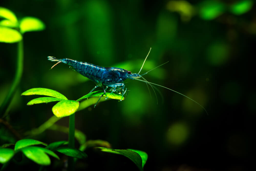 Image of a Blue Dream Shrimp