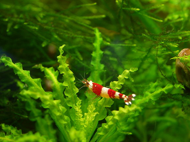 Betta and outlet shrimp