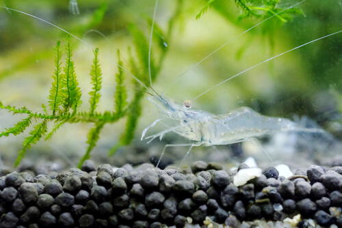 A Ghost Shrimp