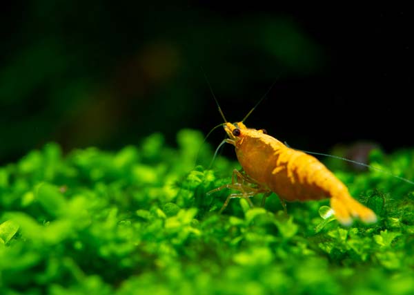 Image of an Orange Pumpkin Shrimp