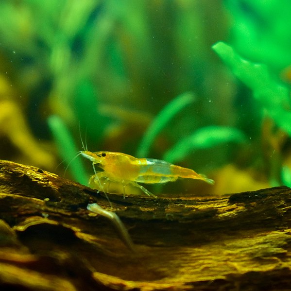 Image of an Orange Rili Shrimp