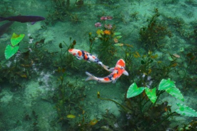 Koi fish swimming in a pond