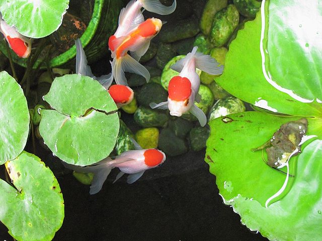 Image of Red Oranda Goldfish in a pond